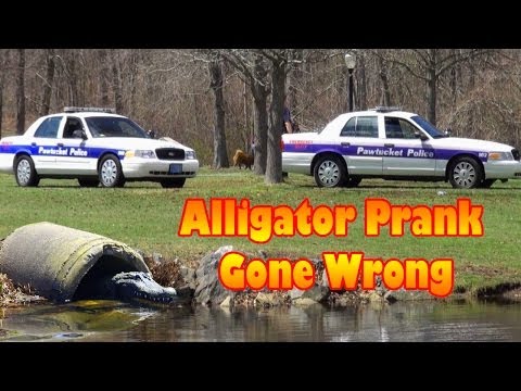 The Remote-Controlled Alligator Prank