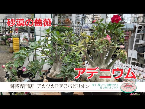 園芸 砂漠の賢者サグアロ