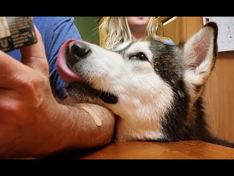 Funny Dogs Compilation | Difference In Behaviours With Human Parents!