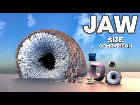 Animal Jaws Size Comparison! (Sandworm Jaw, Monster Jaw)
