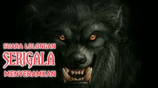 Download lagu Suara Lolongan Serigala Paling Menyeramkan di Malam Hari mp3 Download lagu Suara Lolongan Serigala Paling Menyeramkan di Malam Hari mp3