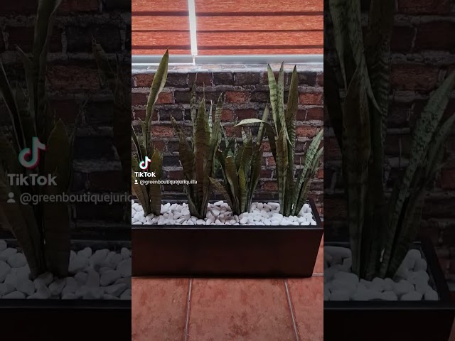 Vídeo relacionado con Garden Center Shop | New Garden | Macetero Cuadrado | Macetero de Pared | Blanco | Wally Pot | 12x12x12CM | Ideal para terrazas y Jardines | Espacios Exteriores