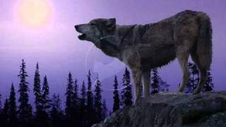 Running Wild Lonewolf
