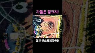 합천 핑크뮬리축제 #합천 #핑크뮬리  #축제