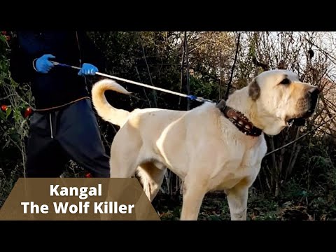 Powerful Kangal - The Wolf Killer