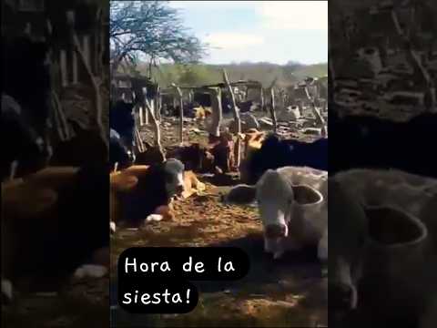 Vida de Campo, Villa de Soto, Córdoba, Argentina.#villadesoto
