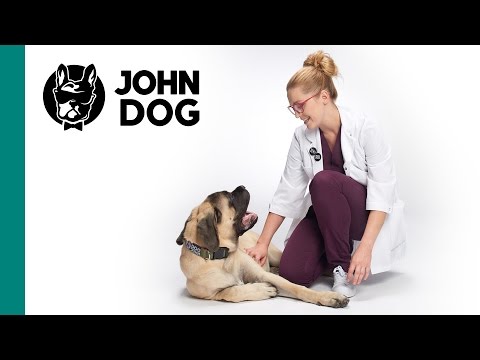 Jak karmić szczeniaczka, żeby zdrowo rósł! - ZDROWIE PSA - John Dog