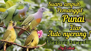 Download lagu SUARA PEMANGGIL PUNAI RIBUT DI ALAM LIAR || terbukti ampuh 💯% kumpul mp3 Download lagu SUARA PEMANGGIL PUNAI RIBUT DI ALAM LIAR || terbukti ampuh 💯% kumpul mp3