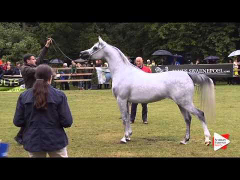 N.223 WADAD ZAMANI - Bruges 2015 International - Egytian Sr Mare ( 4 years and older ) (Class 116)