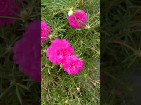 #beautiful  flowers #trandingshort