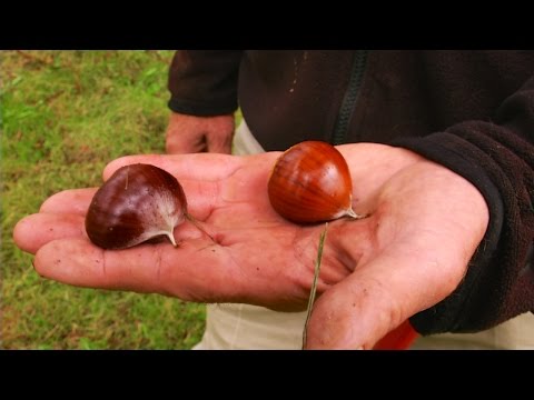 Sustainable Chestnut Farming: A Low-Tech Organic Approach