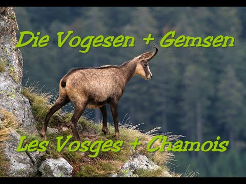 Vogesen, auf der Suche nach den Gämsen; Gemsen; Vosges, search of the Chamois, France, Frankreich.