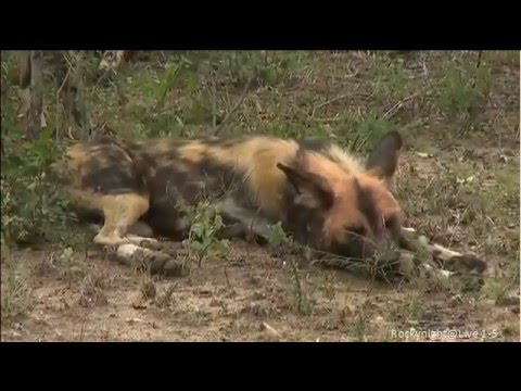 wild Africa Djuma &Arathusa sunrise 1-5 wild dogs