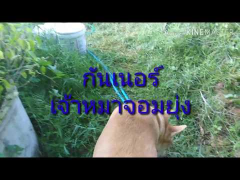 เจ้าหมาจอมยุ่ง ตอน หมาพาชมสวน นินทาแมว นินทาแม่ I Thanika chanel​