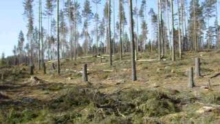 preview picture of video 'Kalhygge Storfors Vargskogen 06- Panorama övre del av hygget med tillfälliga frötallar.AVI'