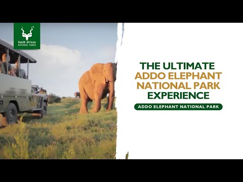 Addo Elephant National Park - The Experience!