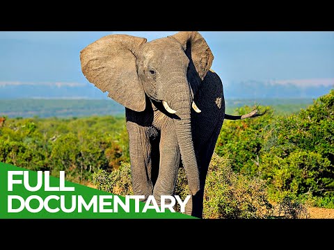 , title : 'Wildlife | Episode 5: Elephants of Africa & Asia | Free Documentary Nature'