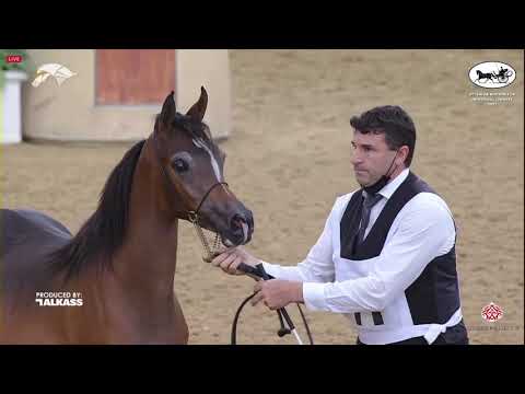 N 71 TURKY UMM ALUDHAM   6th Qatar Nat  Arabian Peninsula HS for individual Owners   Yearling Colts