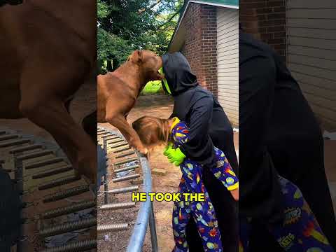 Nothing Was Getting Past This Dog 🐶❤️