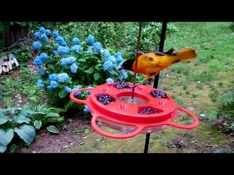 download lagu mp3 mp4 Oriole Feeder, download lagu Oriole Feeder gratis, unduh video klip Oriole Feeder
