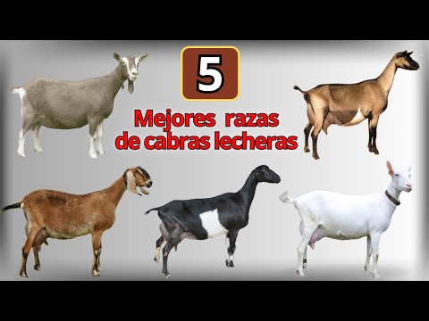 , title : 'Las 5 razas de cabras lecheras mas conocidas en el mundo'