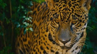 video: Amazon emergency: two-thirds of species are under threat from deforestation – dispatch