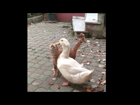 KEDİ iLE ÖRDEĞİN KOMİK HALLERİ😹🦆
