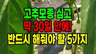 고추모종 심고 딱 30일 안에! 무조건 해줘야 하는 5가지
