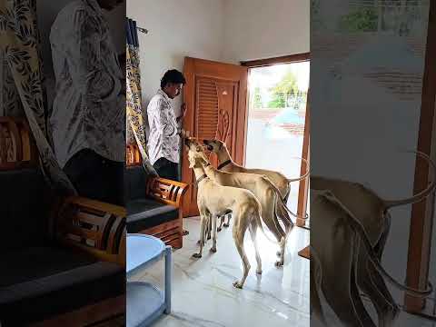 #chippiparai #chippiparaipuppy #pets #anirudh #entertainment #puppy #chippiparaibreed