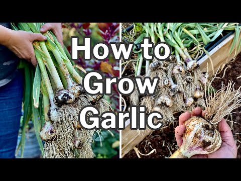 , title : 'PLANTING GARLIC plus TIPS for growing garlic in HOT CLIMATES'