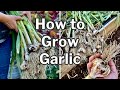 Garlic Growing Guide: Plus Tips for growing garlic in HOT CLIMATES