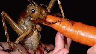 20 Biggest Insects Ever Found In The World
