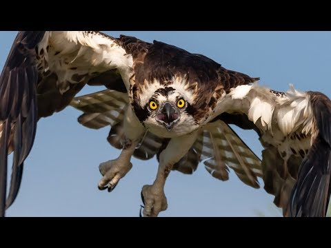 Nikon D500, D850 & Sony A9 Capture Amazing Detail and Amazing Bird in Flight Osprey Photography