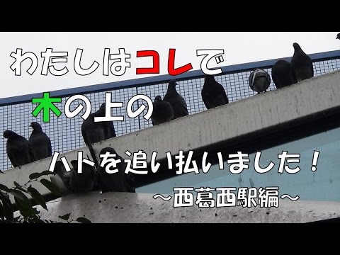 バルコニーからハトを追い払う方法: ハトを遠ざけ、被害を避けるための 3 つの優れた方法  庭園