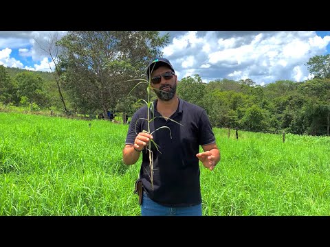 TIFTON 85 O MELHOR CAPIM E O MENOS PLANTADO | PORQUE É TÃO DIFÍCIL PLANTAR TIFTON E CAPIAÇU??