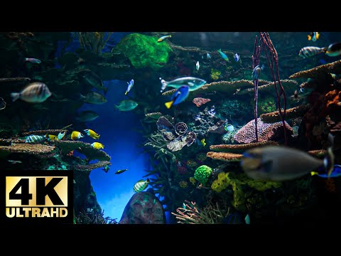 Dream AQUARIUM 4K Underwater Sounds NO Music NO Ads - Fish Tank Sounds for Sleep