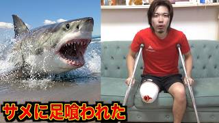 最近の海が危険すぎる。サメが浅瀬まで来ていて襲われました。