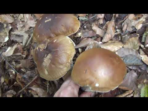 29/09/2022 ... Mushroom picking... difficult terrain... but it was worth it