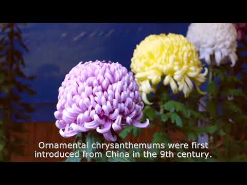 秋の弥彦浪漫　観光PR動画