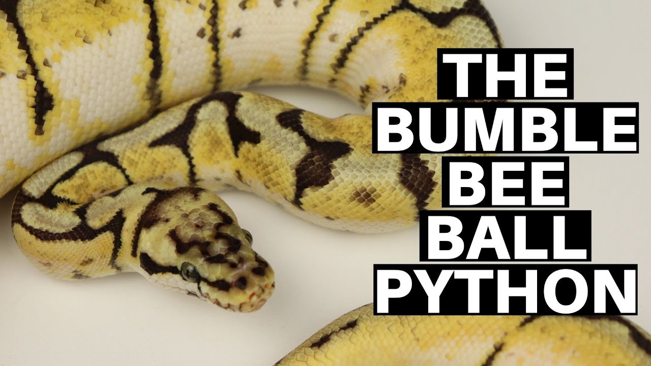 Morph Guide #9: The Bumble Bee Ball Python - Benjamin's Exotics