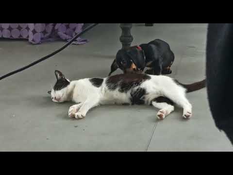 first friendly meeting of cat with dog
