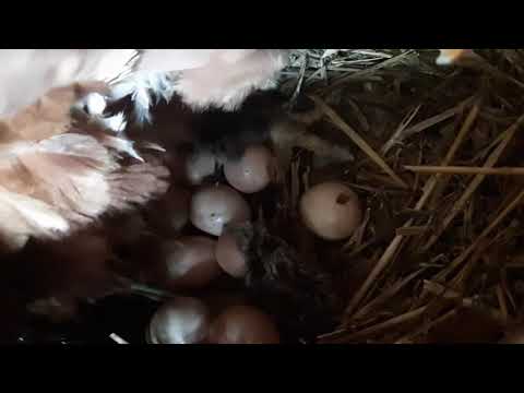 , title : 'Eclozare oua de bibilica / hatching guinea eggs'