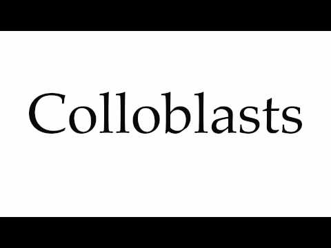 How to Pronounce Colloblasts