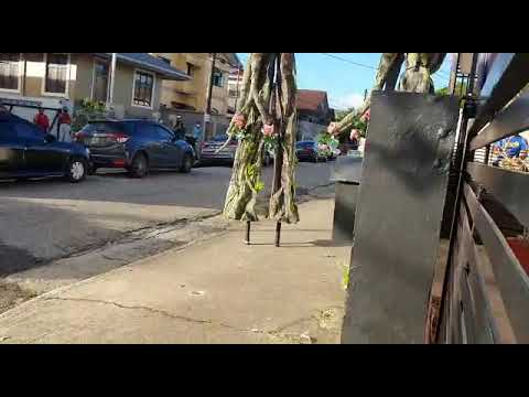 the trees are alive ...