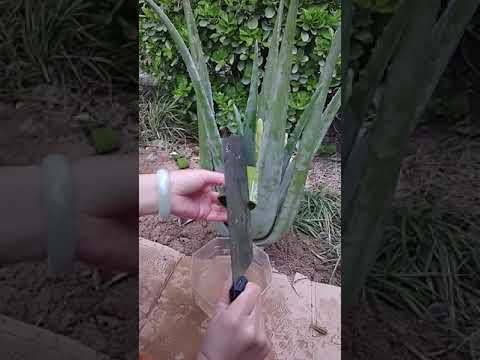 BRILLIANT BEAUTY IDEAS THAT WILL MAKE YOU SHINE BY ALOVERA TIPS # 309