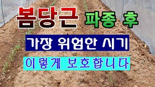 [텃밭농부 1,400]  당근을 키우면서 가장 위험한 시기. #당근재배