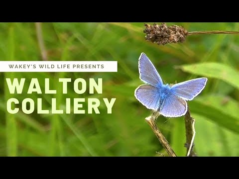 PERFECT For Dog Walkers! Walton Colliery, Wakefield