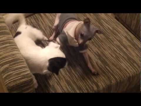 Mürakarud Rasta & Nööp