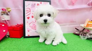 ビションフリーゼの動画01