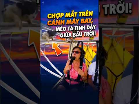 Chợp Mắt Trên Cánh Máy Bay, Mèo Ta Tỉnh Dậy Giữa Bầu Trời! #shorts #muônloàikỳthú #animals